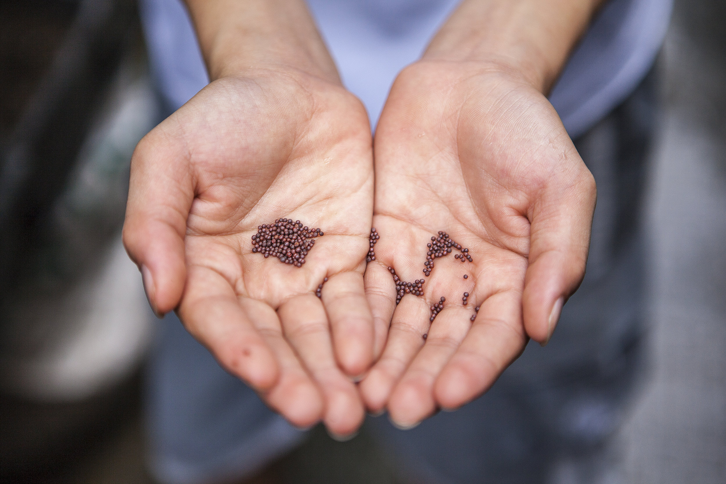 A Lament during COVID-19: The Seed
